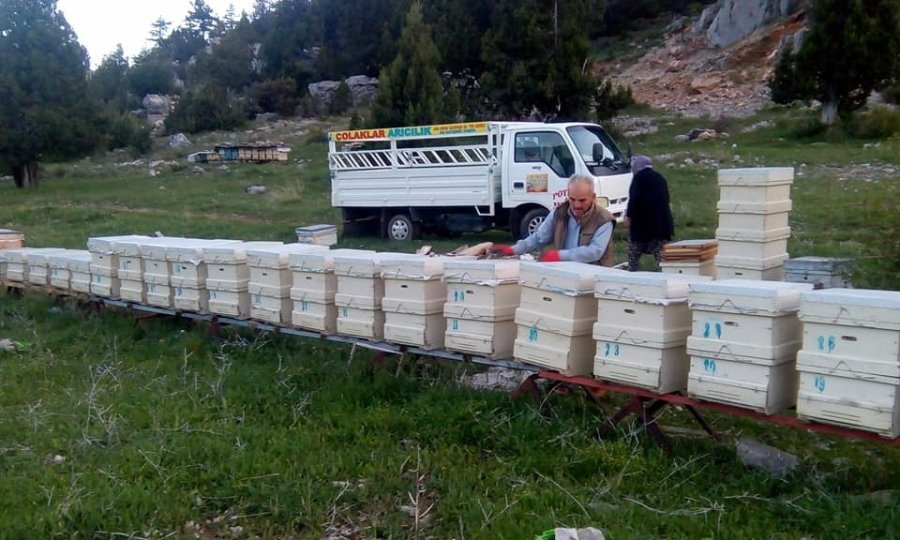 Hava Şartları Arıları Olumsuz Etkiledi