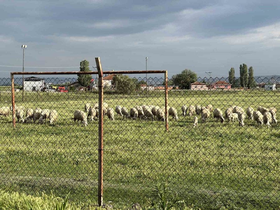 Eski Futbol Sahası Koyunların Otlama Yeri Oldu