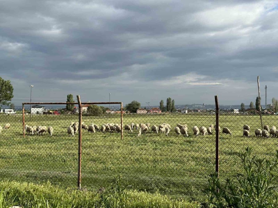 Eski Futbol Sahası Koyunların Otlama Yeri Oldu