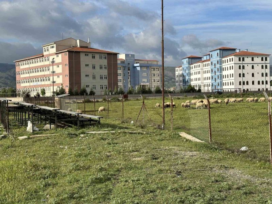 Eski Futbol Sahası Koyunların Otlama Yeri Oldu