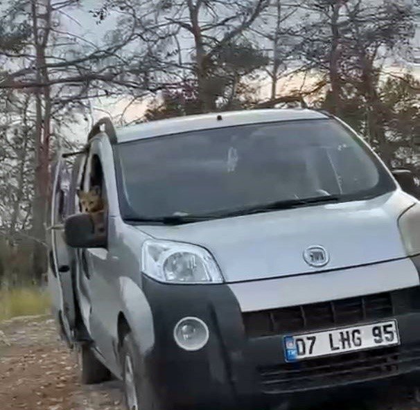 Araçtan Börek Kabının Kapağını Çalıp Kaçan Tilki, Börek Teklifiyle Geri Döndü