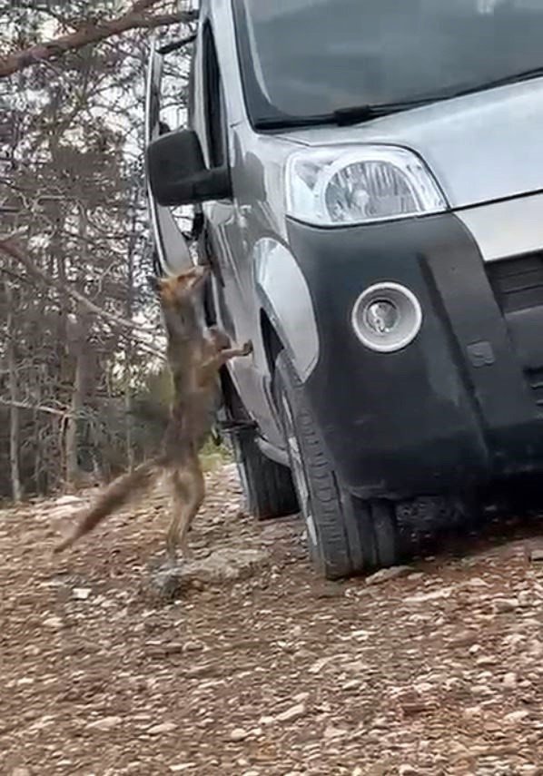 Araçtan Börek Kabının Kapağını Çalıp Kaçan Tilki, Börek Teklifiyle Geri Döndü