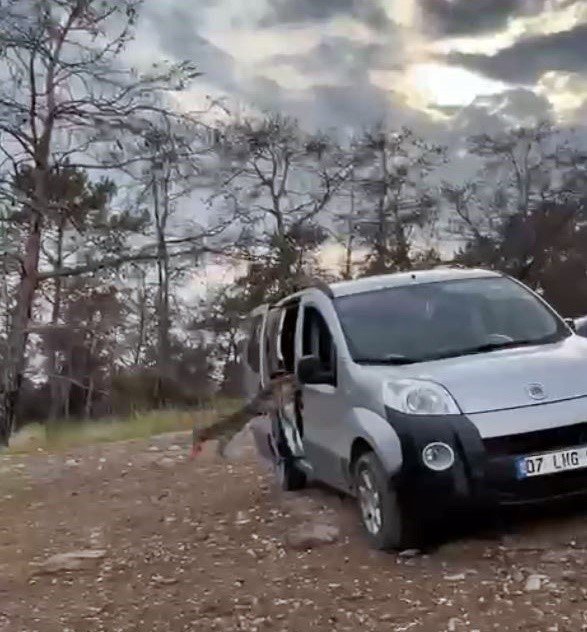 Araçtan Börek Kabının Kapağını Çalıp Kaçan Tilki, Börek Teklifiyle Geri Döndü