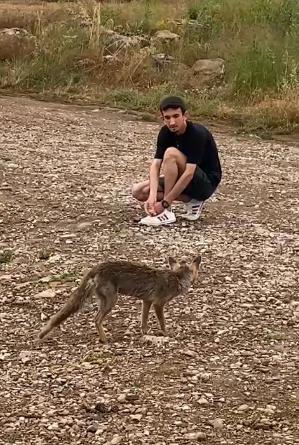 Araçtan Börek Kabının Kapağını Çalıp Kaçan Tilki, Börek Teklifiyle Geri Döndü