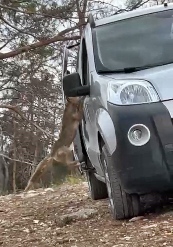 Araçtan Börek Kabının Kapağını Çalıp Kaçan Tilki, Börek Teklifiyle Geri Döndü