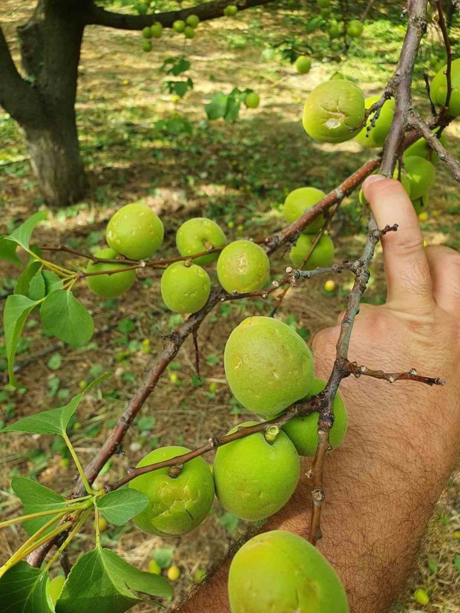 Mersin’de Sağanak Ve Dolu Yağışı Bahçe Ve Yollara Zara Verdi
