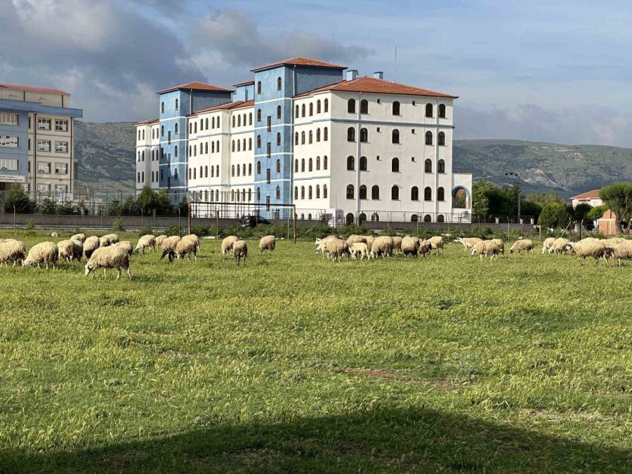 Eski Futbol Sahası Koyunların Otlama Yeri Oldu