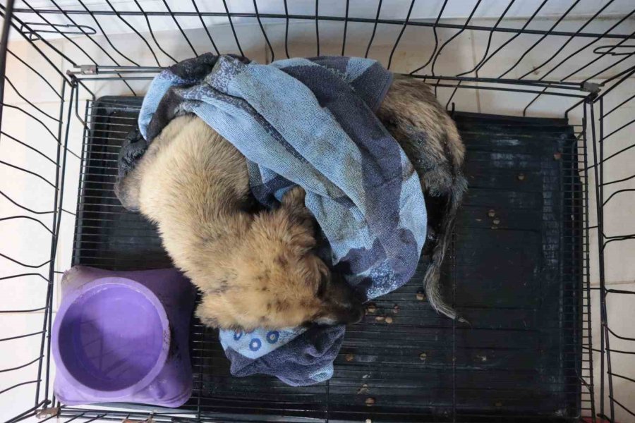 Zifte Yapışan Yavru Köpekler Hayata Dönüyor