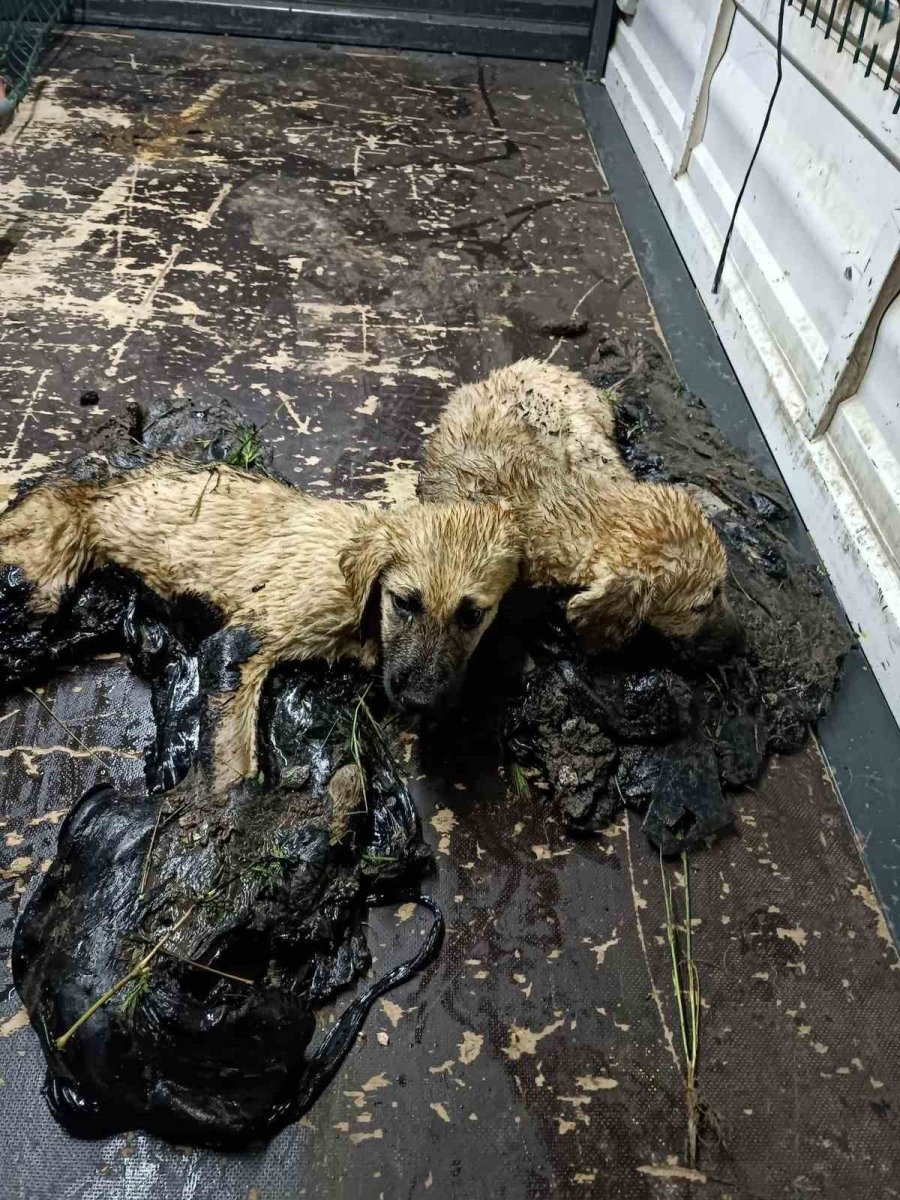 Zifte Yapışan Yavru Köpekler Hayata Dönüyor