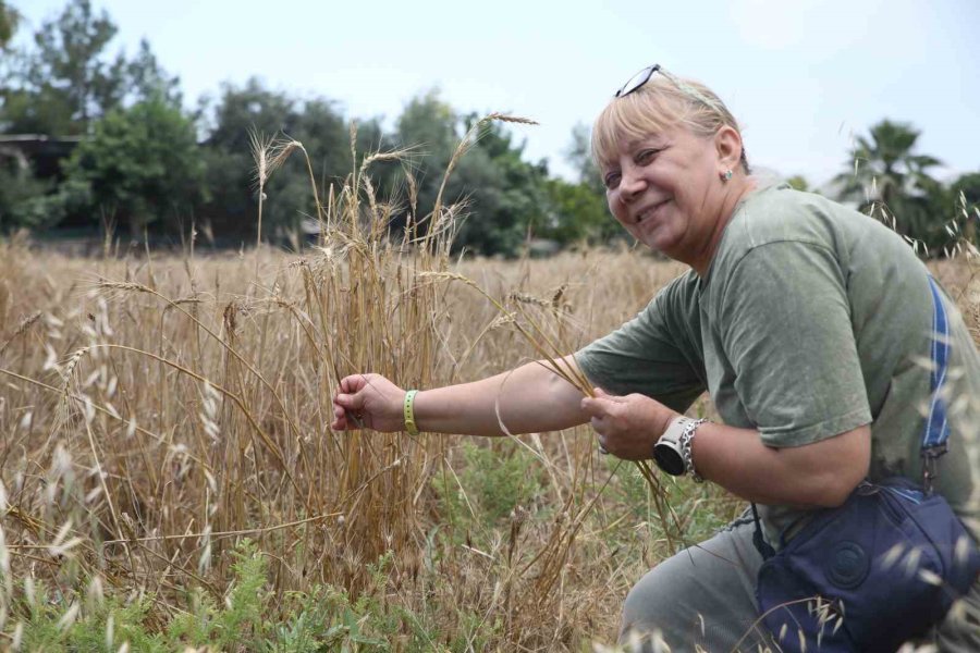 Akdeniz’de 10 Bin Yıllık Ata Tohumu Olan Karakılçık Buğday Hasadı Yapıldı