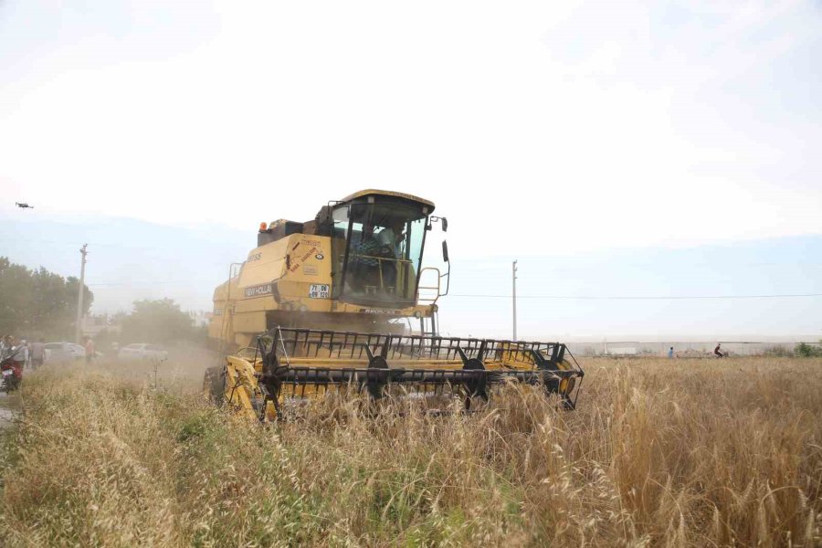 Akdeniz’de 10 Bin Yıllık Ata Tohumu Olan Karakılçık Buğday Hasadı Yapıldı