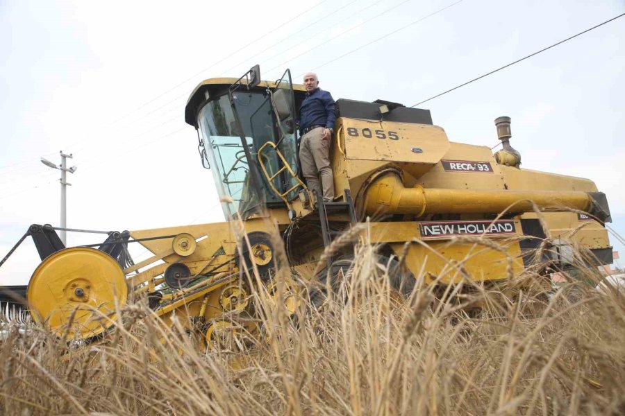 Akdeniz’de 10 Bin Yıllık Ata Tohumu Olan Karakılçık Buğday Hasadı Yapıldı