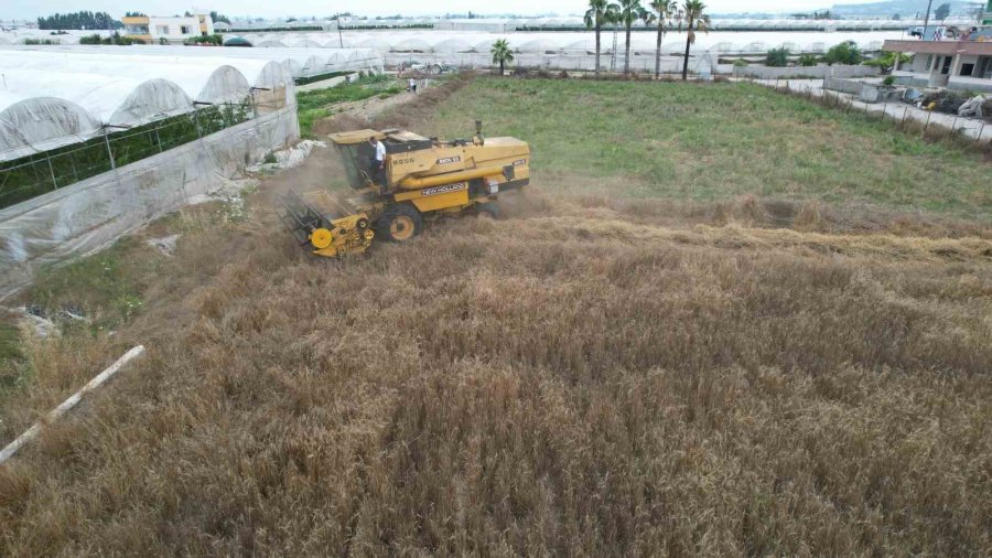 Akdeniz’de 10 Bin Yıllık Ata Tohumu Olan Karakılçık Buğday Hasadı Yapıldı