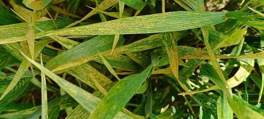 Yağışlar Barajları Doldurdu, Çiftçileri Üzdü