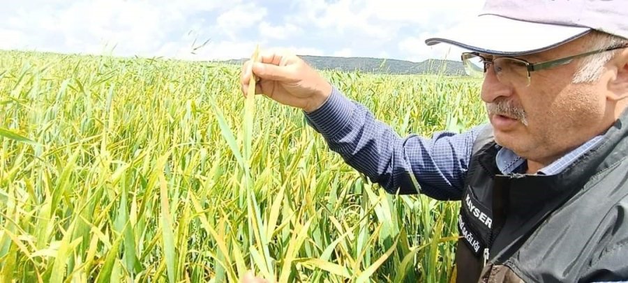 Yağışlar Barajları Doldurdu, Çiftçileri Üzdü