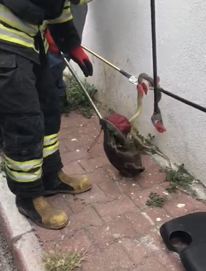 Konya’da Otomobilden 1,5 Metrelik Yılan Çıktı