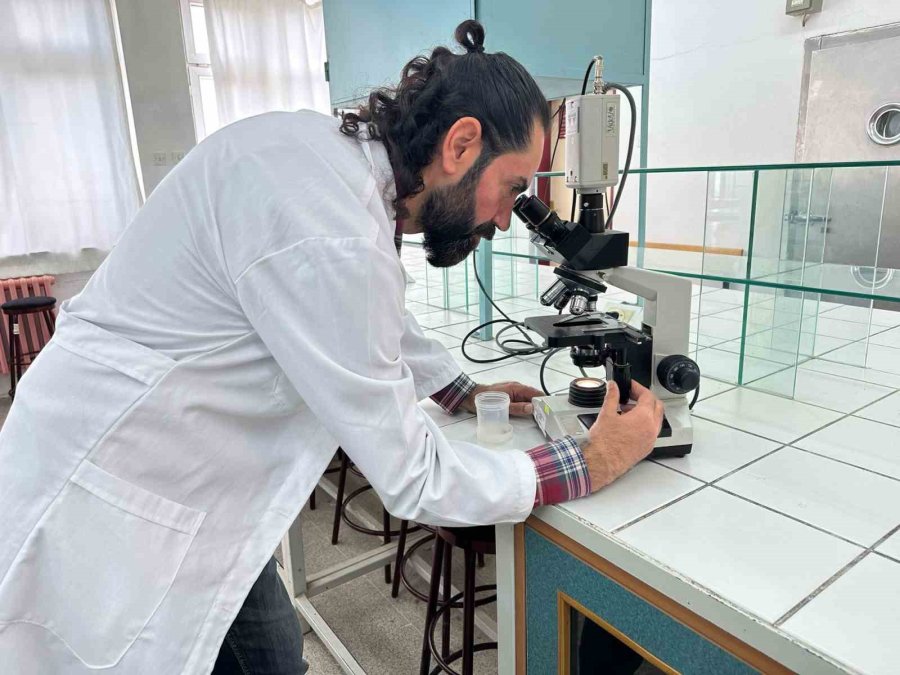 "uğur Böceği Örümceği Zehirsiz"