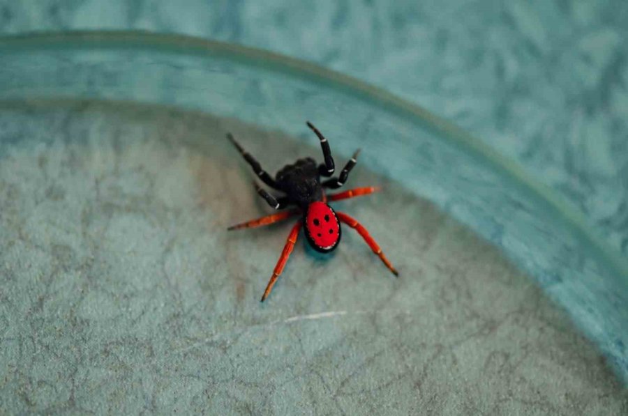 "uğur Böceği Örümceği Zehirsiz"