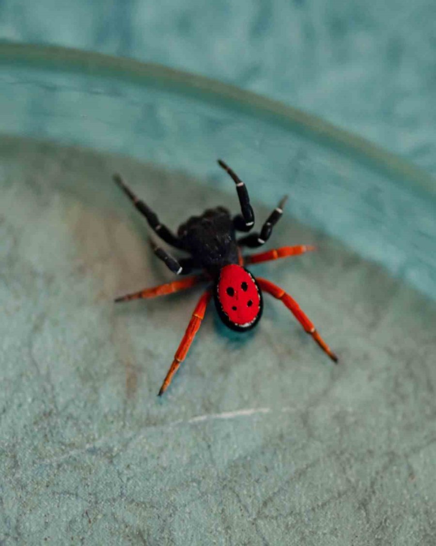 "uğur Böceği Örümceği Zehirsiz"