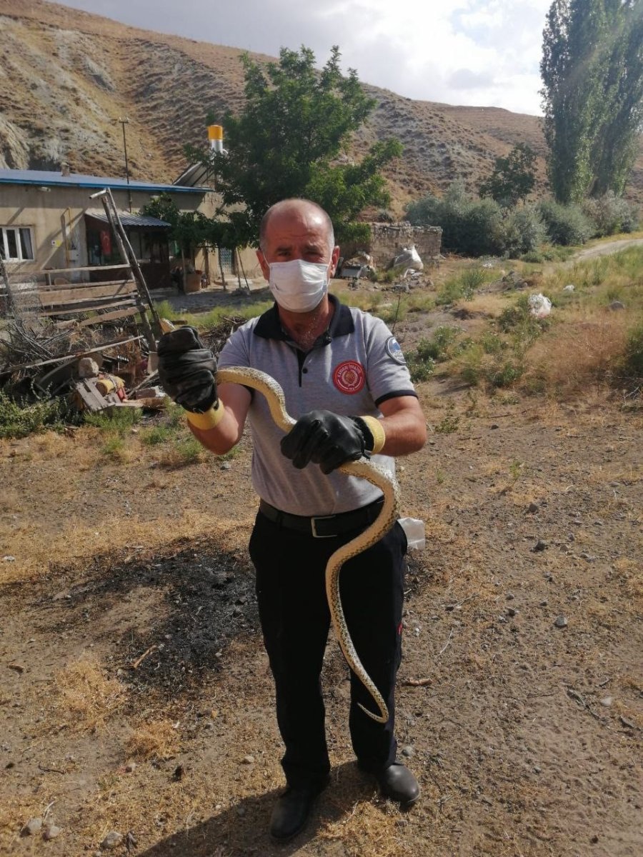 Yılanların Korkulu Rüyası: Yılan Kurtarma Timi