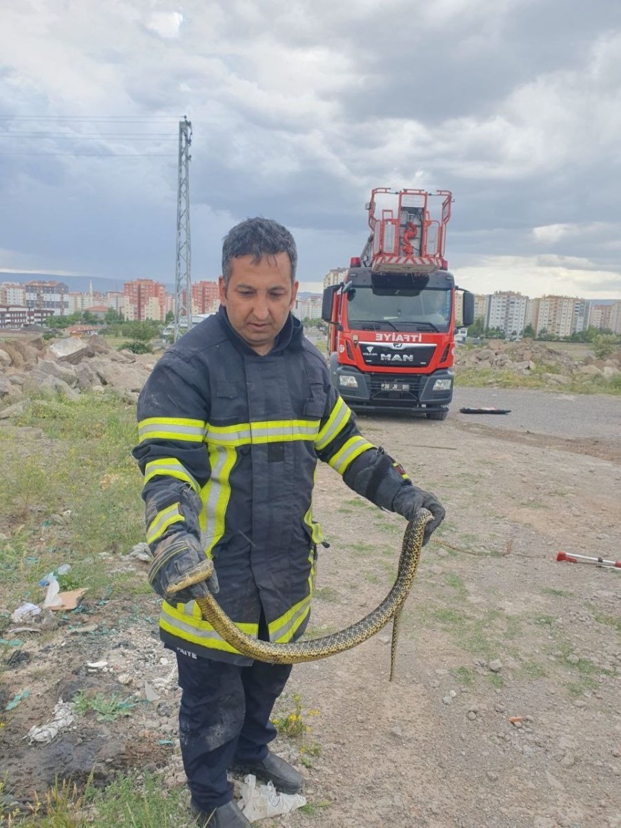 Yılanların Korkulu Rüyası: Yılan Kurtarma Timi