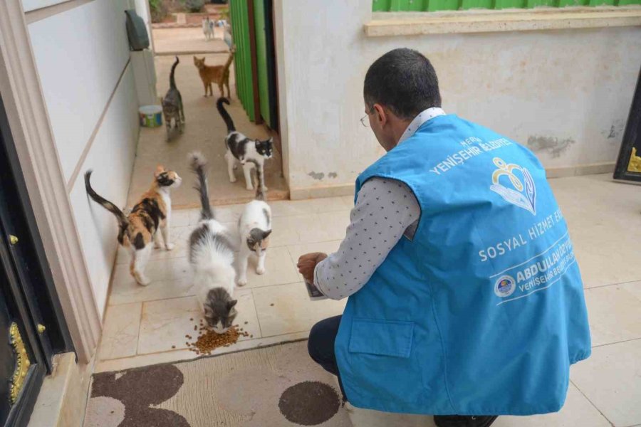 Yenişehir’de Sokak Hayvanları Yalnız Değil