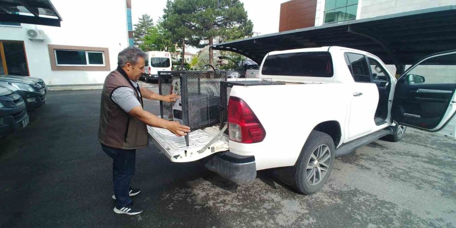 Yaralı Kerkenez Kuşuna Yardım Eli