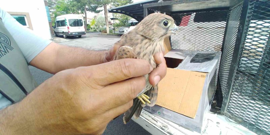 Yaralı Kerkenez Kuşuna Yardım Eli