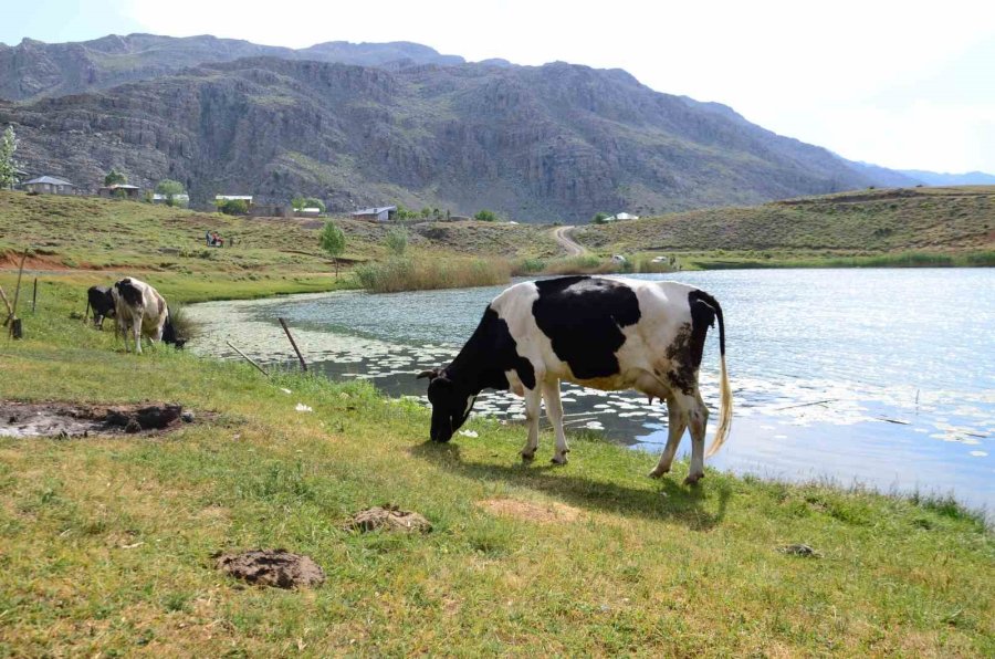 Antalya’da Yörükler Yaylalara Yerleşmeye Başladı