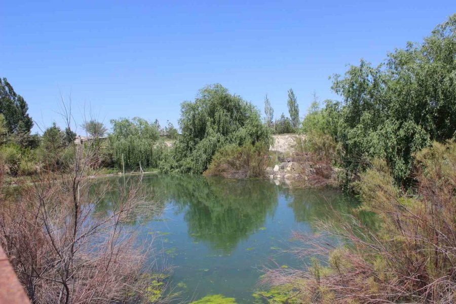 Çölleşmeyle Anılan Karapınar’da "vaha" Oluşturdu