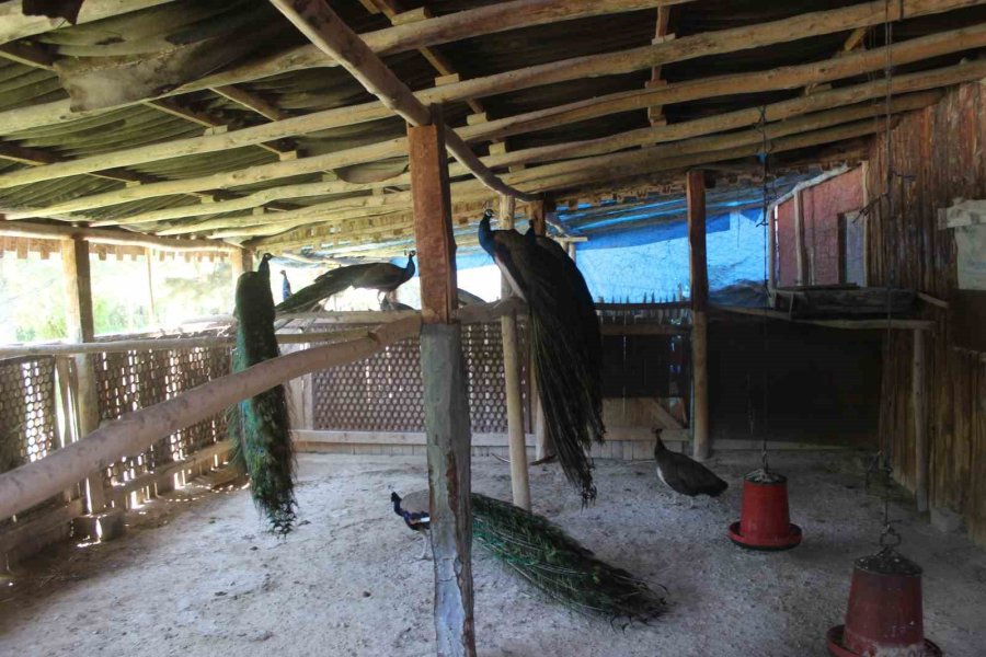 Çölleşmeyle Anılan Karapınar’da "vaha" Oluşturdu