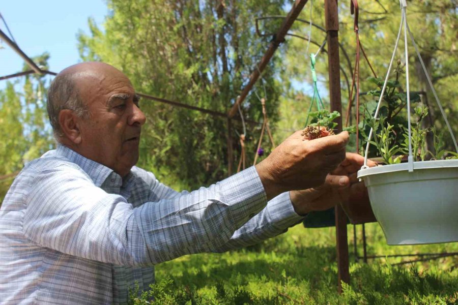 Çölleşmeyle Anılan Karapınar’da "vaha" Oluşturdu