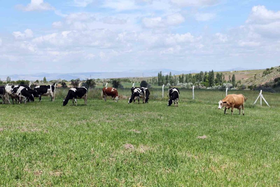 Talas Belediyesi Üreticiye Örnek Oldu