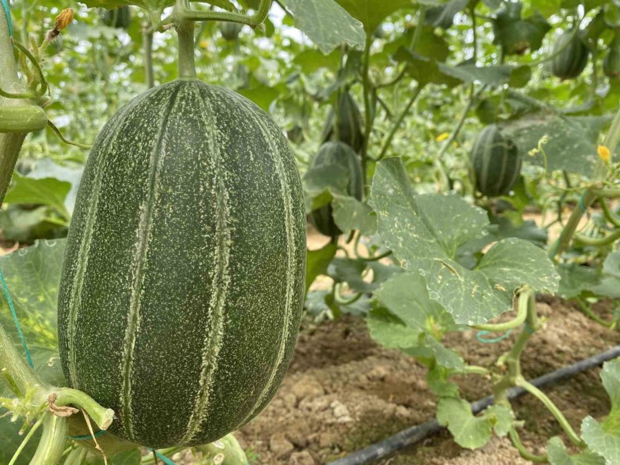 7 Türde 50 Çeşit Tohumu 16 Ülkeye İhraç Ediyor