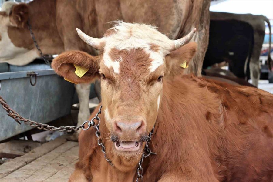 Kurbanlıklar Görücüye Çıktı, Sıkı Pazarlıklar Başladı