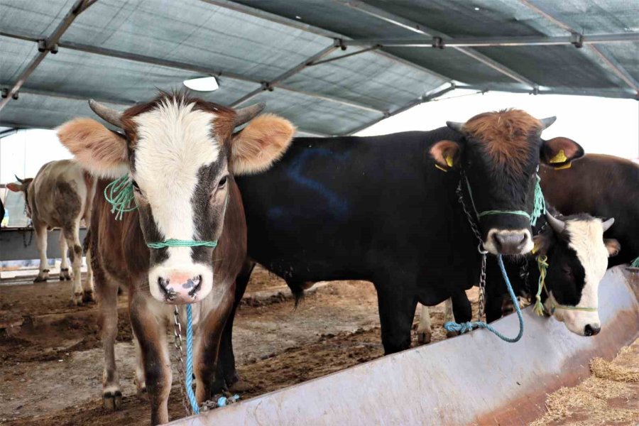 Kurbanlıklar Görücüye Çıktı, Sıkı Pazarlıklar Başladı