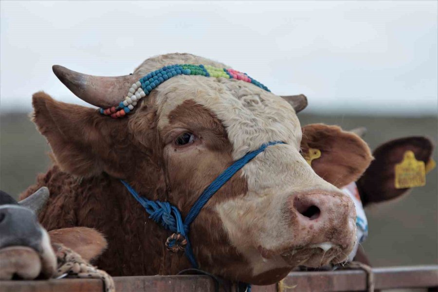 Kurbanlıklar Görücüye Çıktı, Sıkı Pazarlıklar Başladı