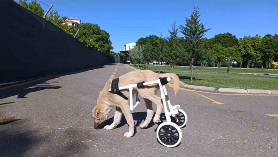 Jandarma, Ayağı Sakat Köpeğe Plastik Borudan Yürüteç Yaptı