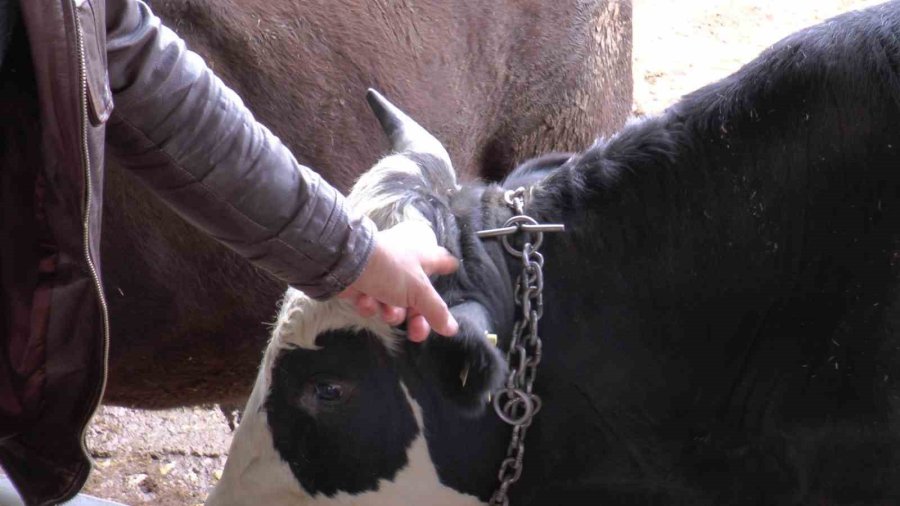 Küpeyi Bırak Dişe Bak