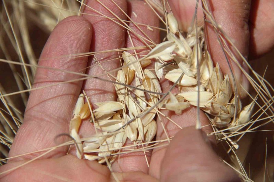 Konya Ovasında Hasat Sezonu Yaklaşırken Çiftçilere Ürün Satış Uyarısı