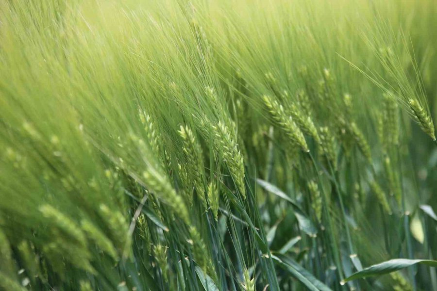 Konya Ovasında Hasat Sezonu Yaklaşırken Çiftçilere Ürün Satış Uyarısı