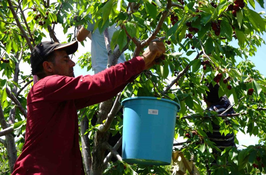 Karaman’da Kiraz Hasadı Başladı