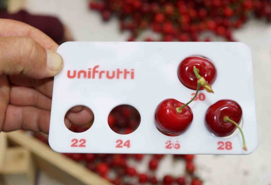 Karaman’da Kiraz Hasadı Başladı