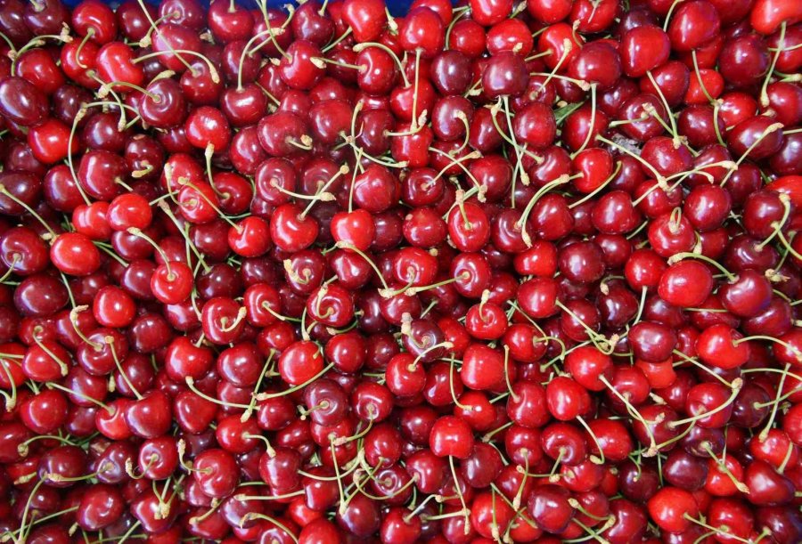 Karaman’da Kiraz Hasadı Başladı