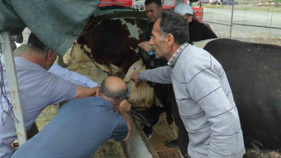 Mustafa Şahin: “vatandaşlarımız Uygulama Üzerinden Kurbanın Bütün Bilgilerine Ulaşabilir”