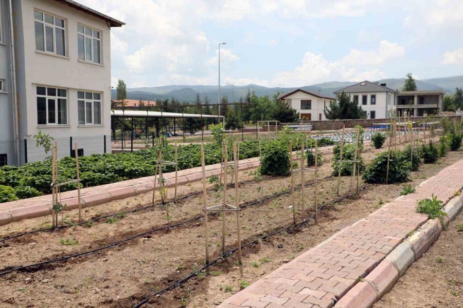 Talas’ta Deneme Bahçeleriyle Yeni Ürünlere Teşvik