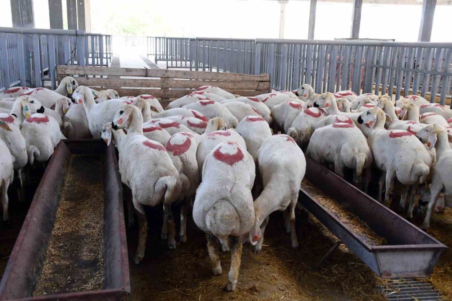 Konya Büyükşehir Kurban Bayramına Hazır