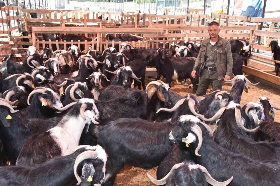 Selçuklu’da Kurban Satış Ve Kesim Yerleri Hazır