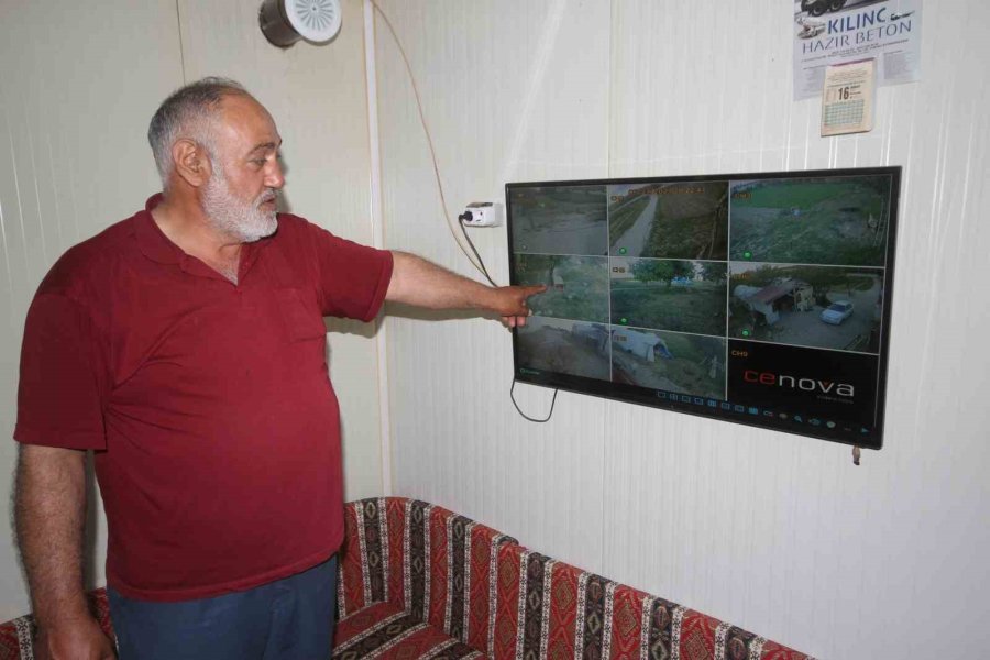 Çiftlikteki Köpeğe Saldıran Kurt Kamerada