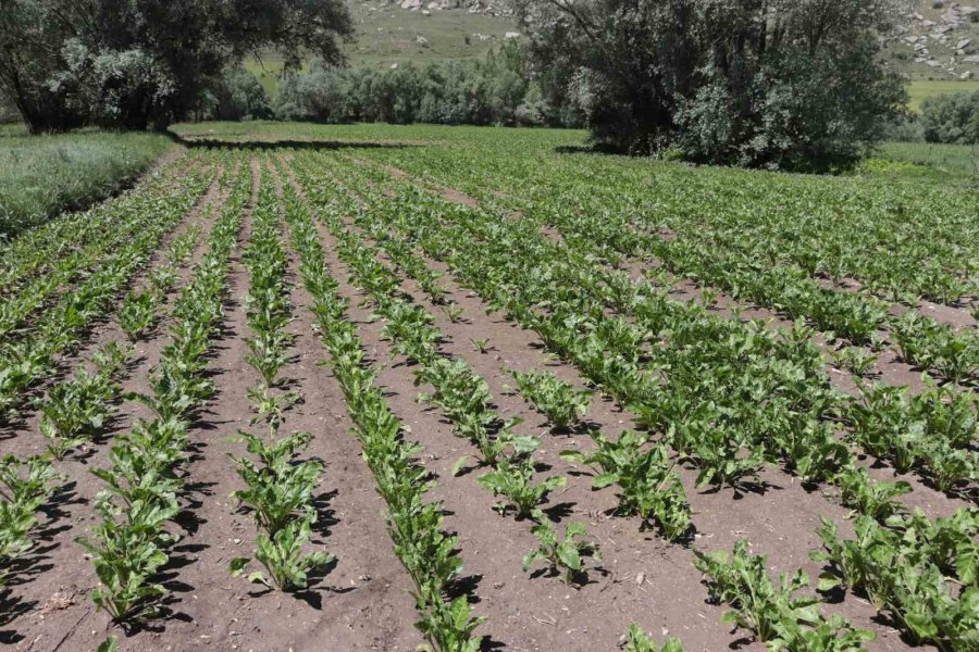 Çiftçiyi Elektrik Çarptı